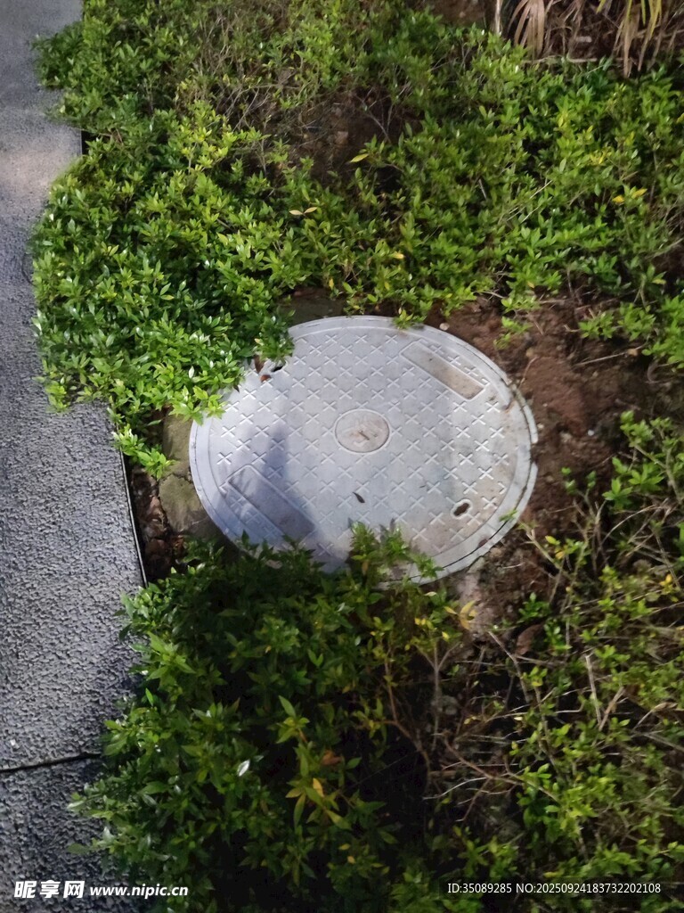 路邊綠植中的金屬井蓋
