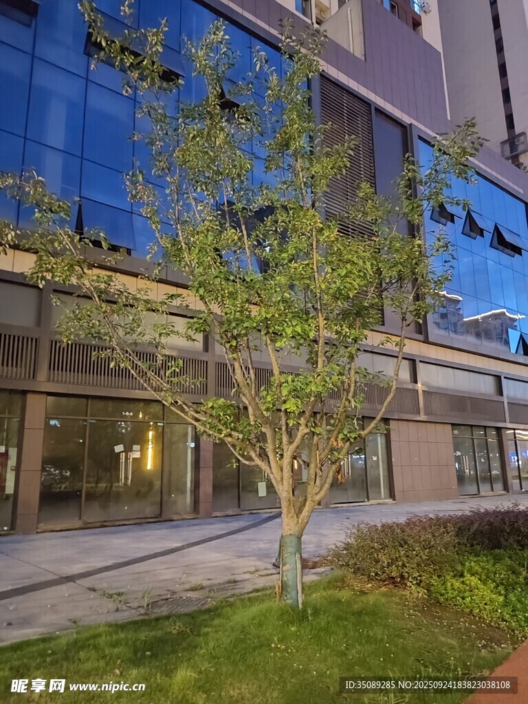 現(xiàn)代建筑旁的綠意小樹(shù)