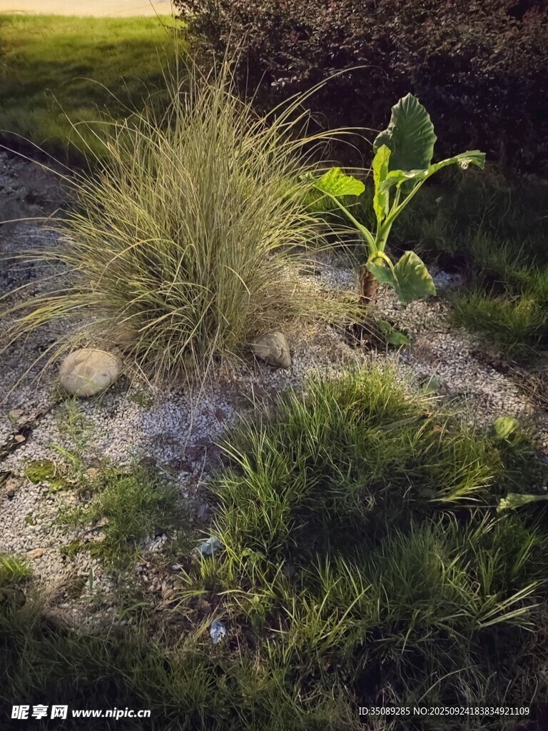 庭院綠植景觀