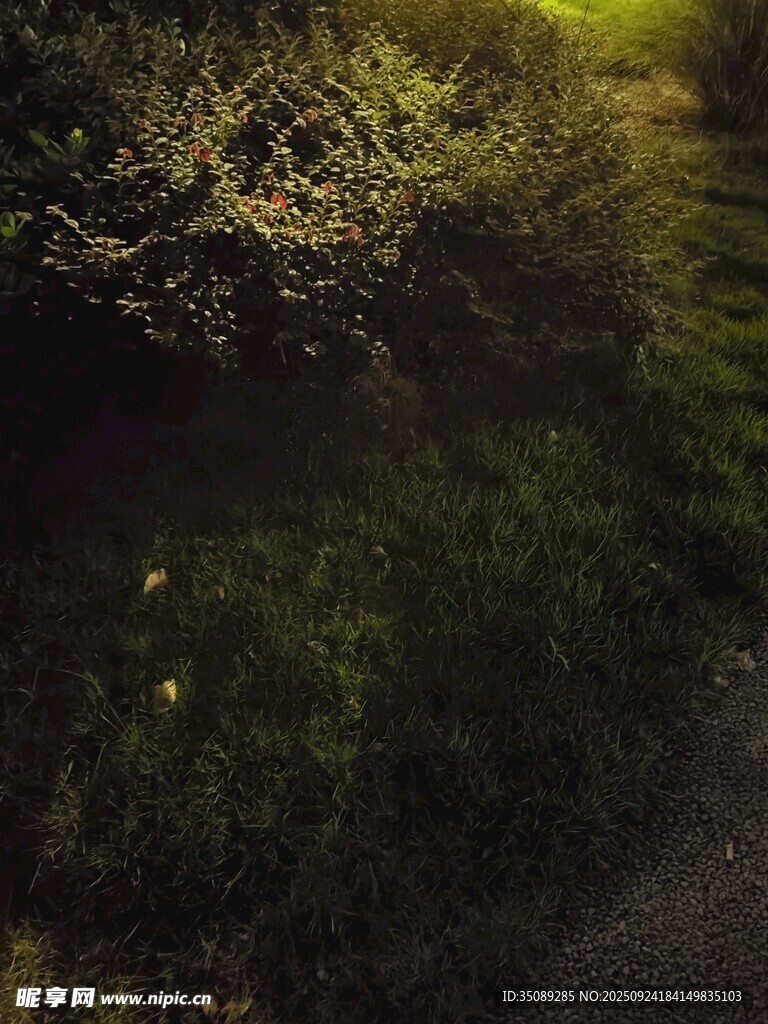 夜幕下的朦朧綠植景觀