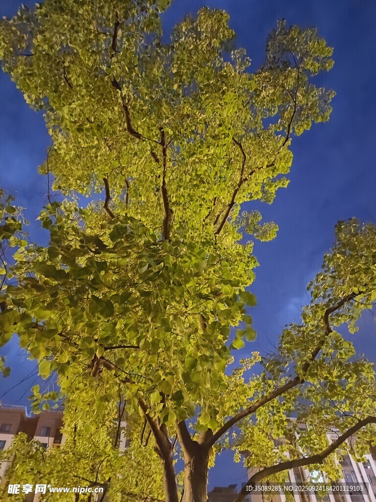藍天映襯下的蔥郁大樹