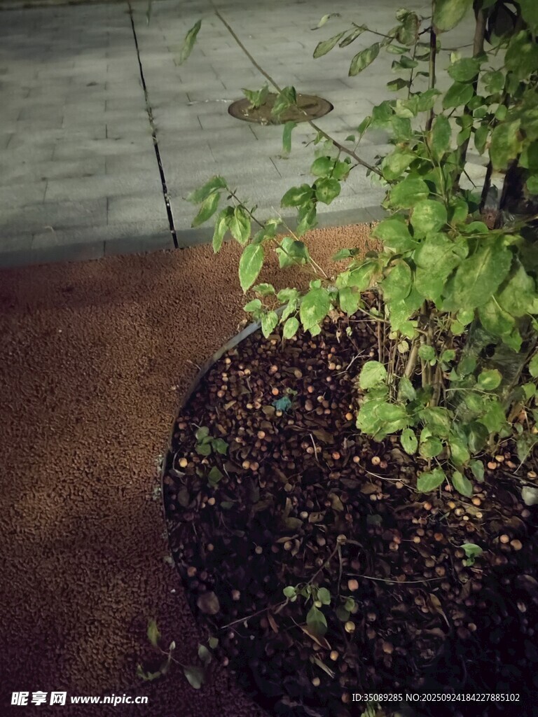 盆栽綠植生機(jī)盎然