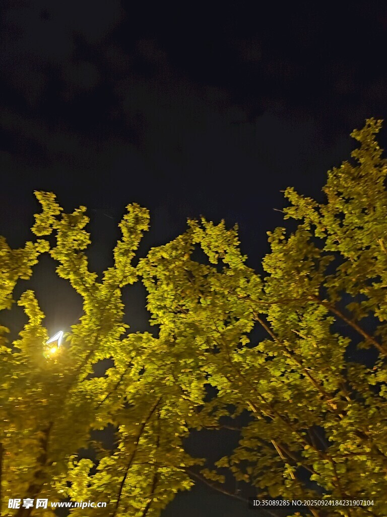 夜晚燈光下的金黃樹葉