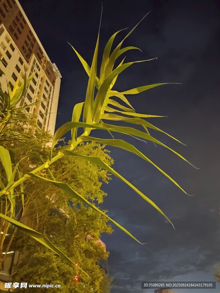 夜下翠竹與高樓