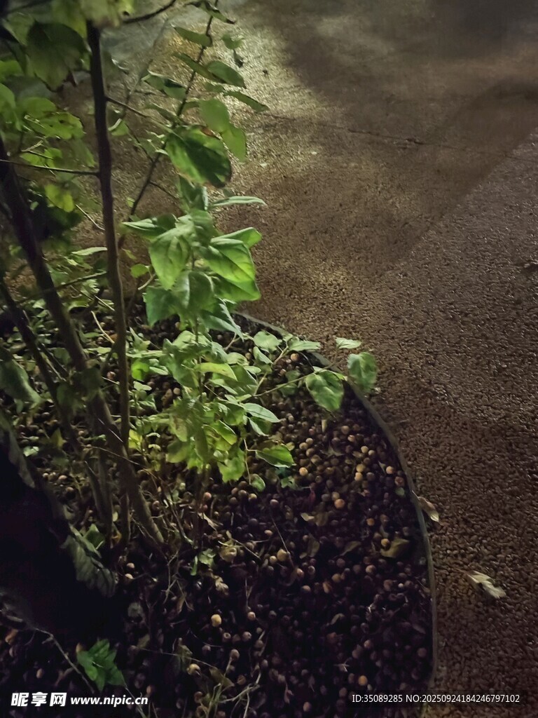 盆栽綠植微光下的生機(jī)