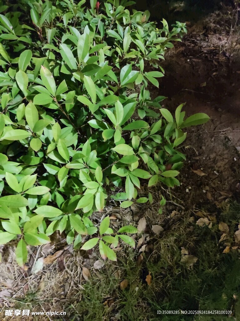 綠葉植物近景特寫(xiě)