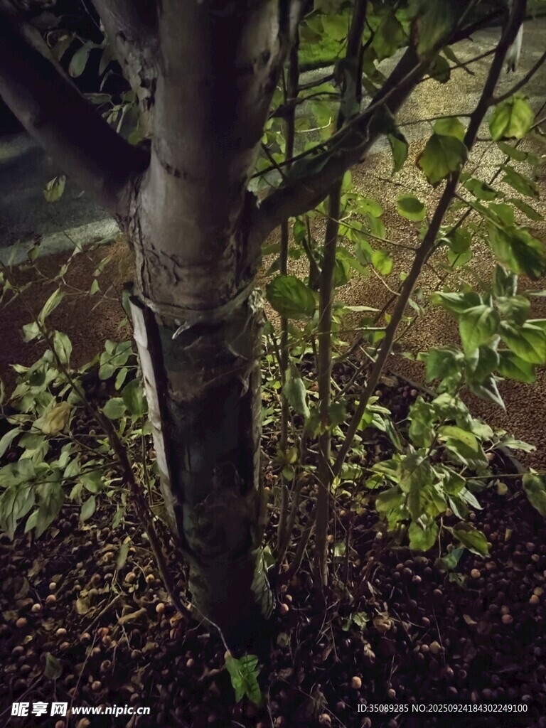 樹干上的白色標(biāo)記