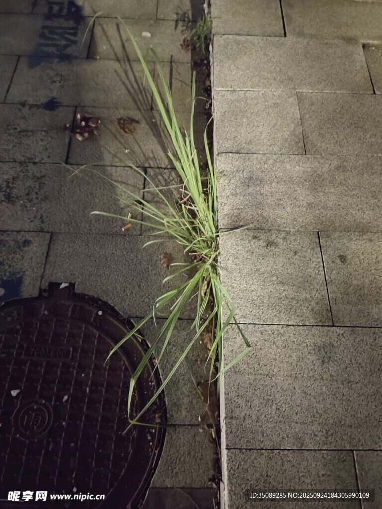磚縫中生長的頑強小草