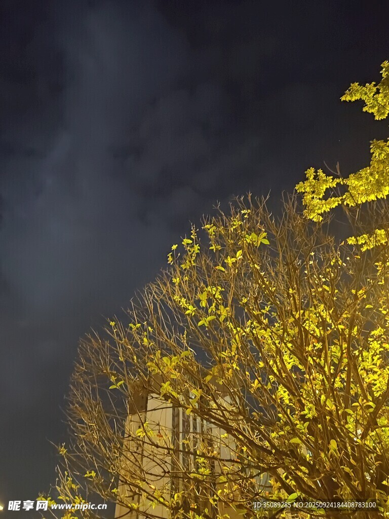 夜幕下金黃銀杏樹枝