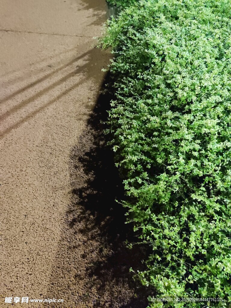 路邊翠綠繁茂的低矮植物