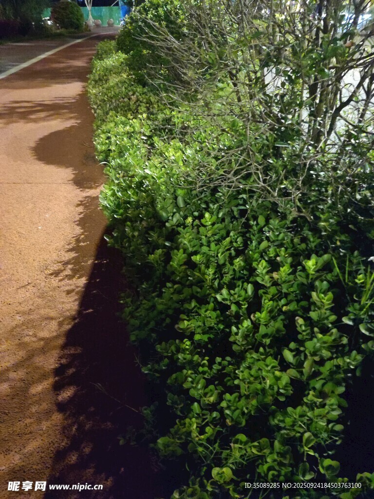 園林小徑旁的翠綠灌木叢
