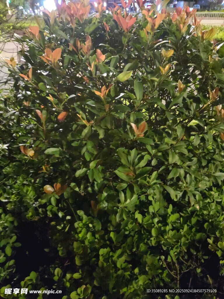 綠葉間的多彩花卉