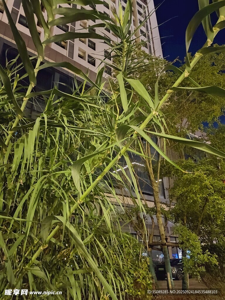 夜幕下繁茂的綠植景觀