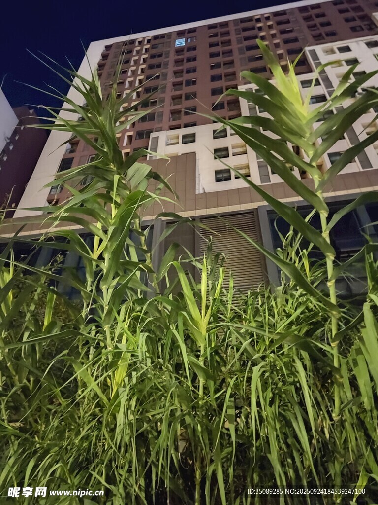夜幕下綠植旁的高樓