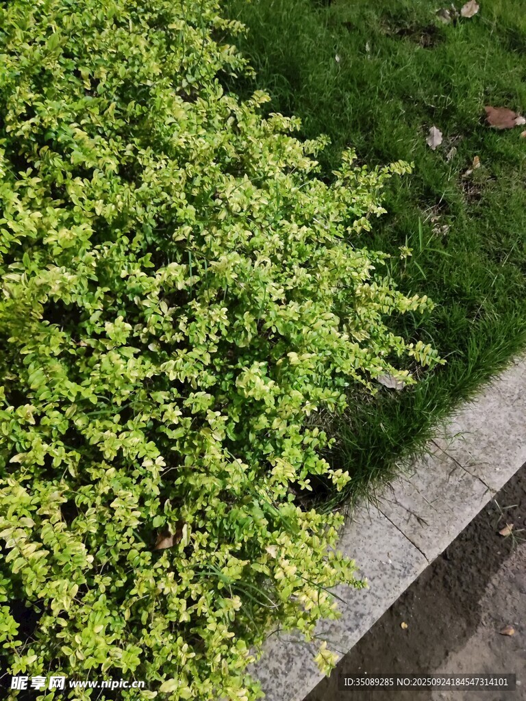 翠綠灌木旁的石板路