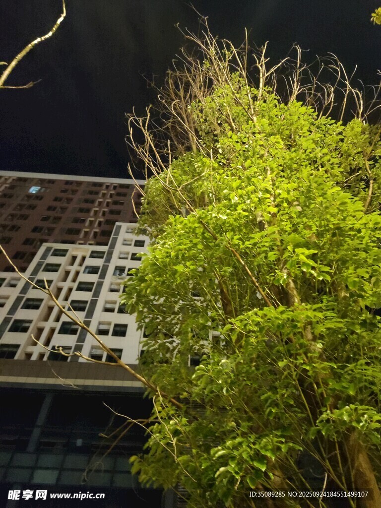 高樓旁的蔥郁綠樹