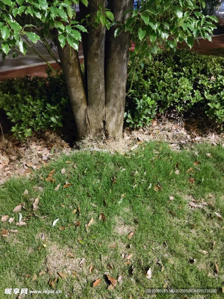 樹下草地與綠植景觀
