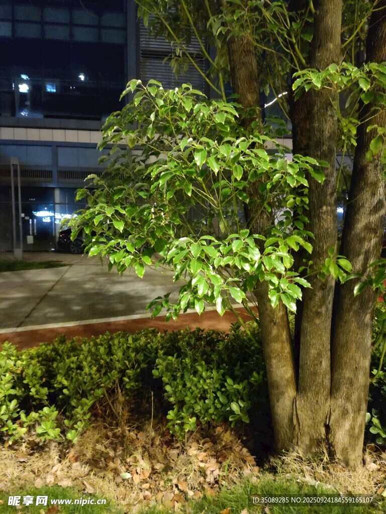 夜色中繁茂的綠樹