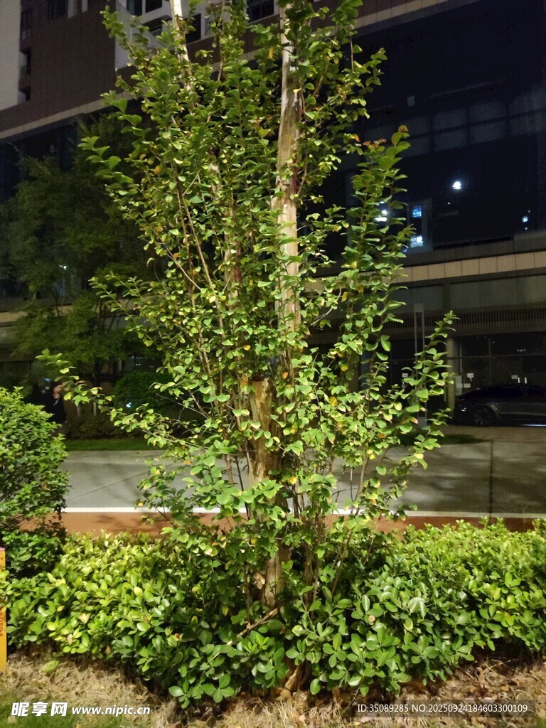 夜晚街邊綠植景觀