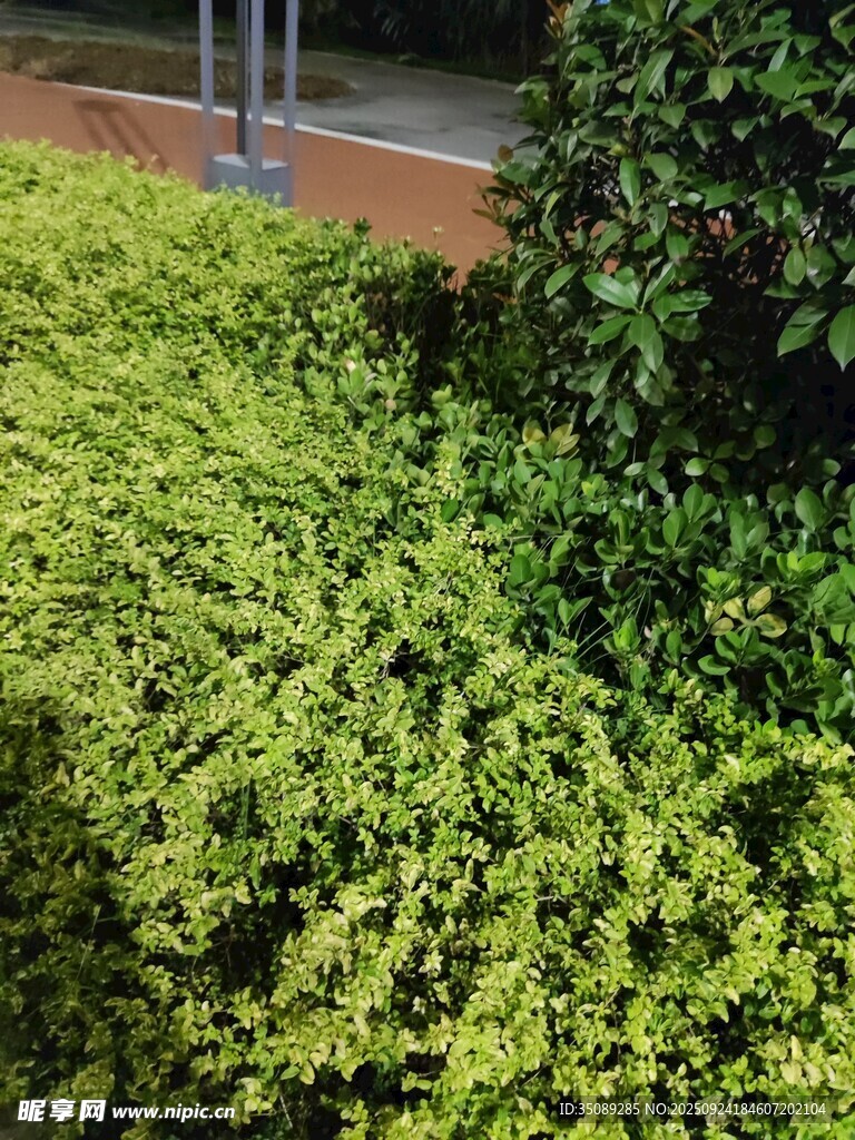 翠綠繁茂的灌木叢景觀