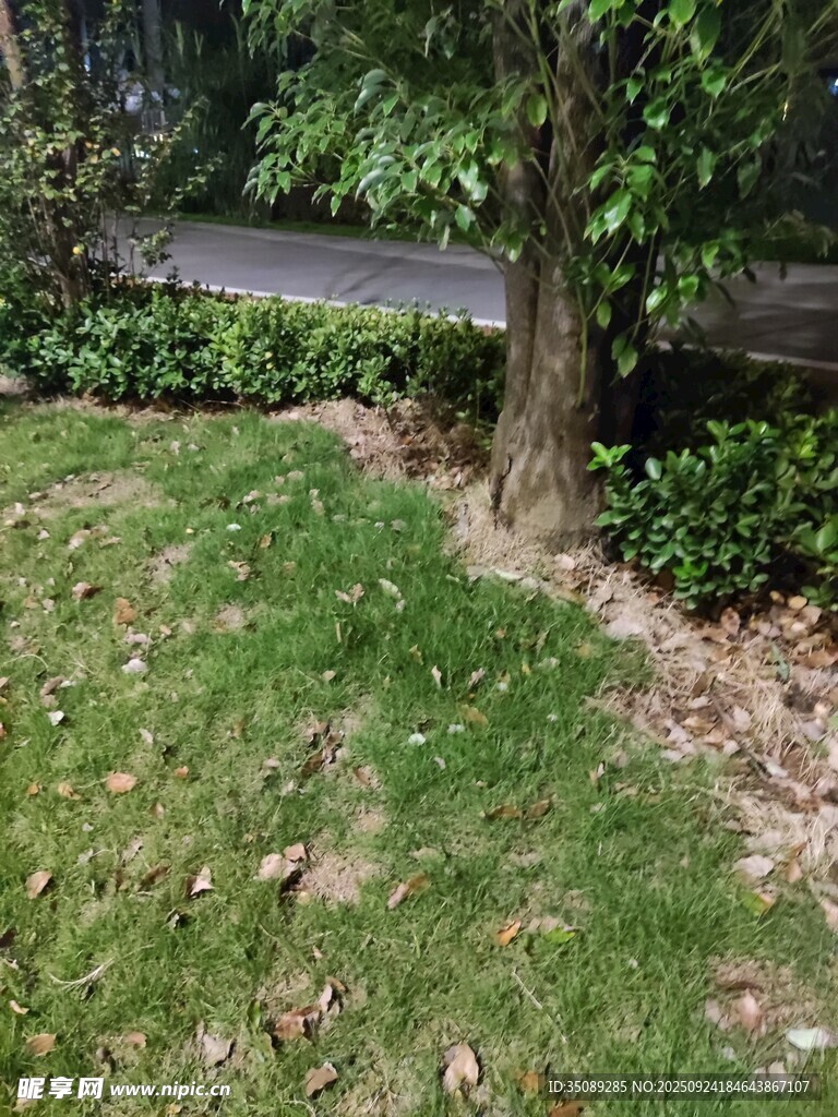 庭院草地旁的樹木景觀