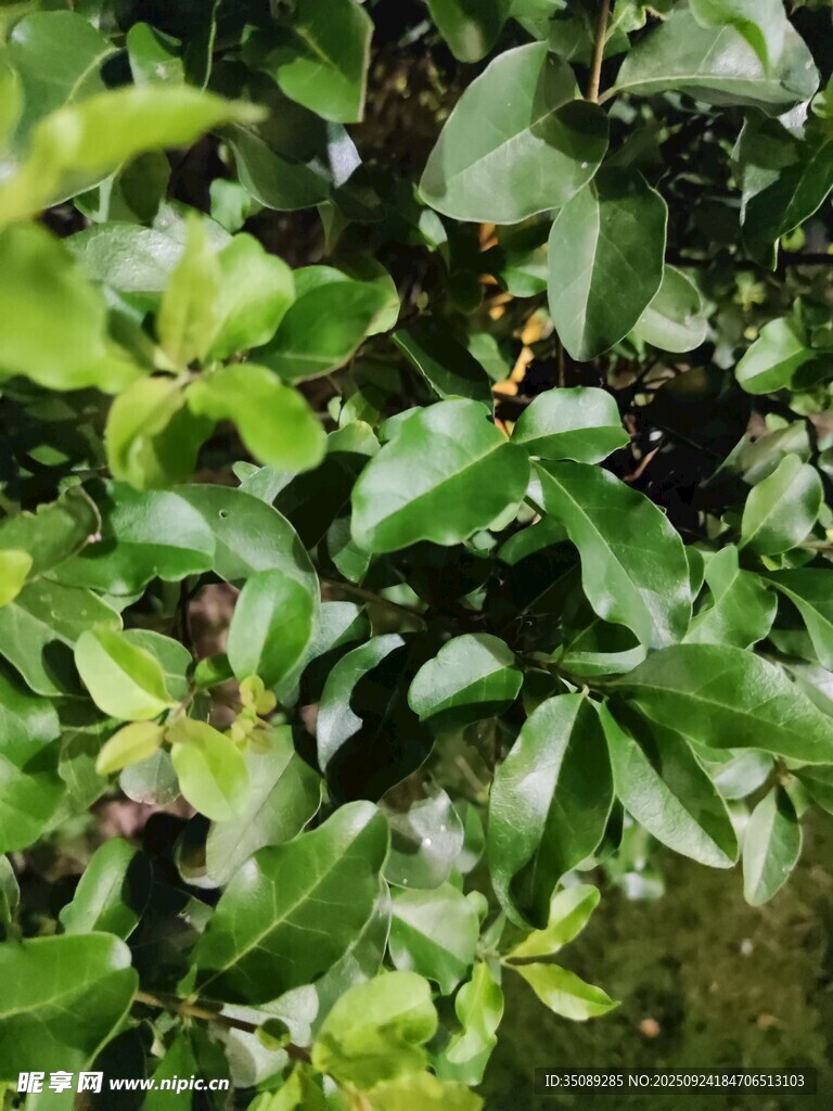 翠綠繁茂的植物葉片