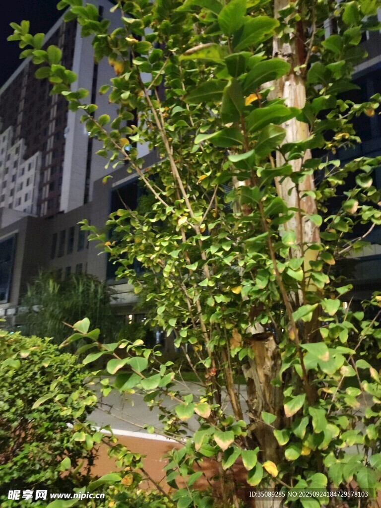 綠葉繁茂的綠植景觀