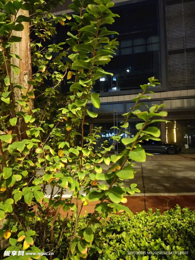 夜晚綠植景觀