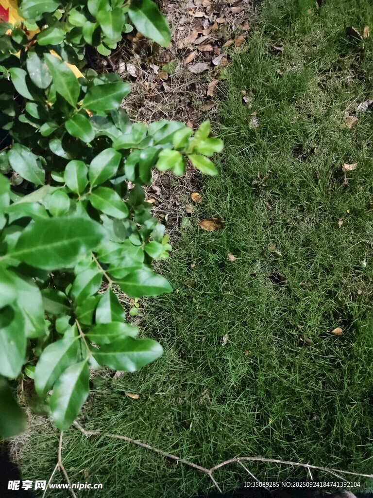 綠葉叢生的地面景象