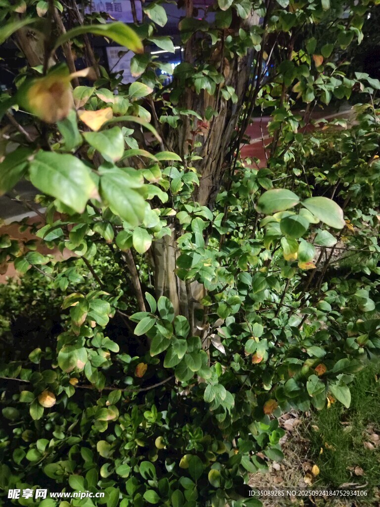繁茂綠植中的曲折枝干