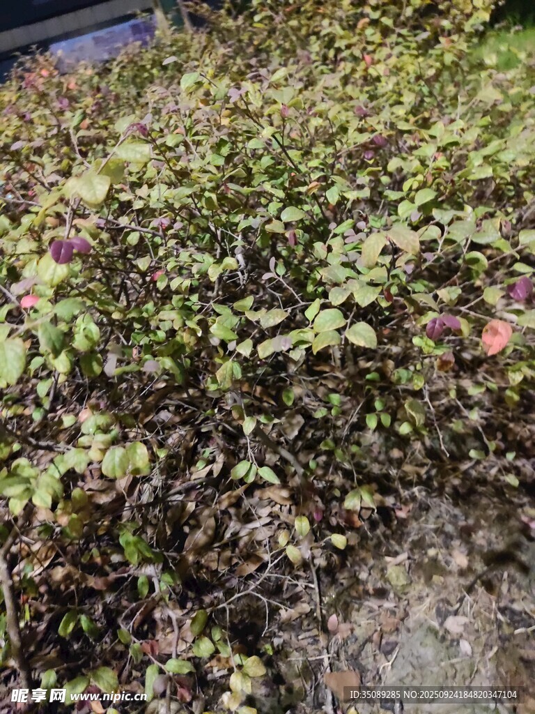 綠葉繁茂的地面植物景觀