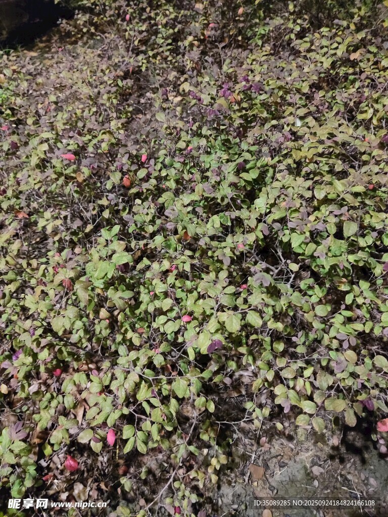 地面覆蓋的多彩植物群
