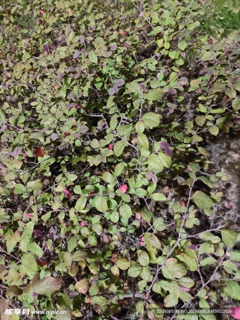 地面生長的繁茂綠色植物
