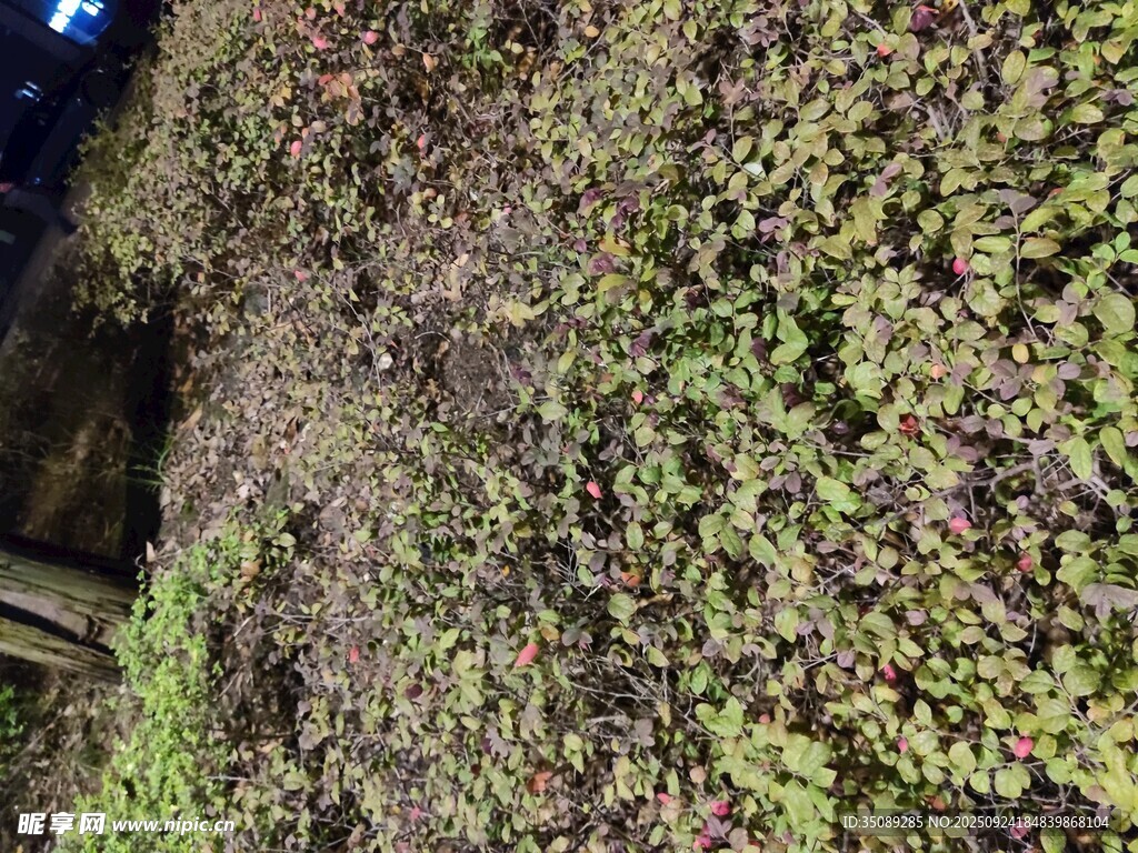 地面上的茂盛綠植