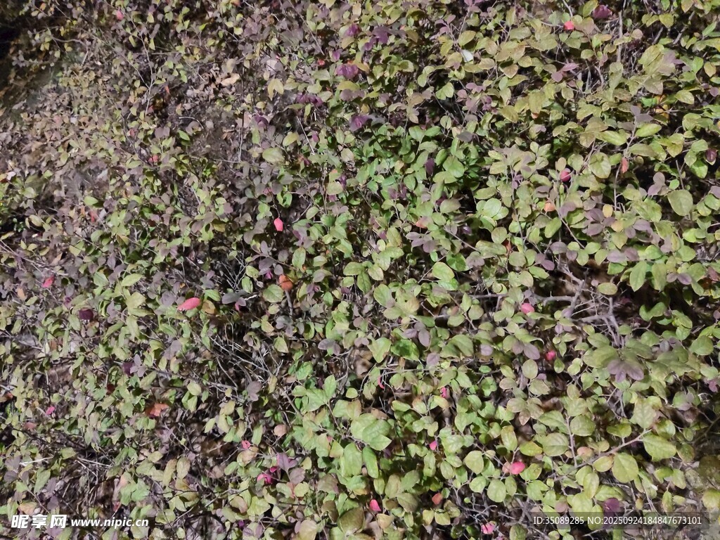 地面上的綠色植物覆蓋