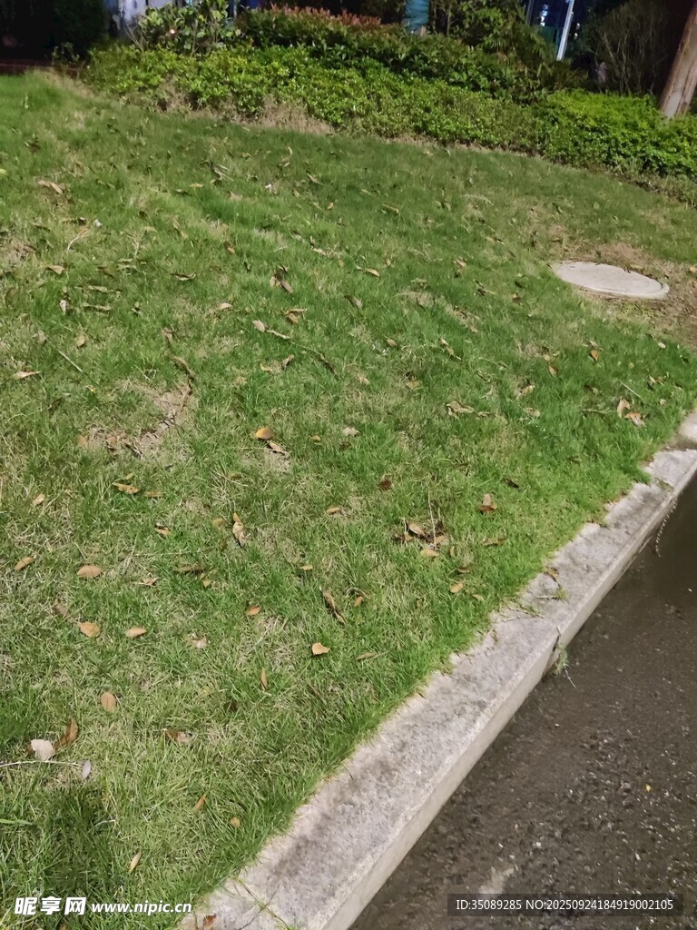 路邊翠綠草坪景色