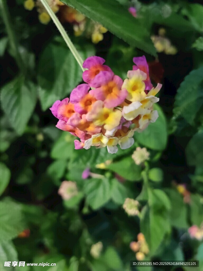 多彩馬纓丹綻放