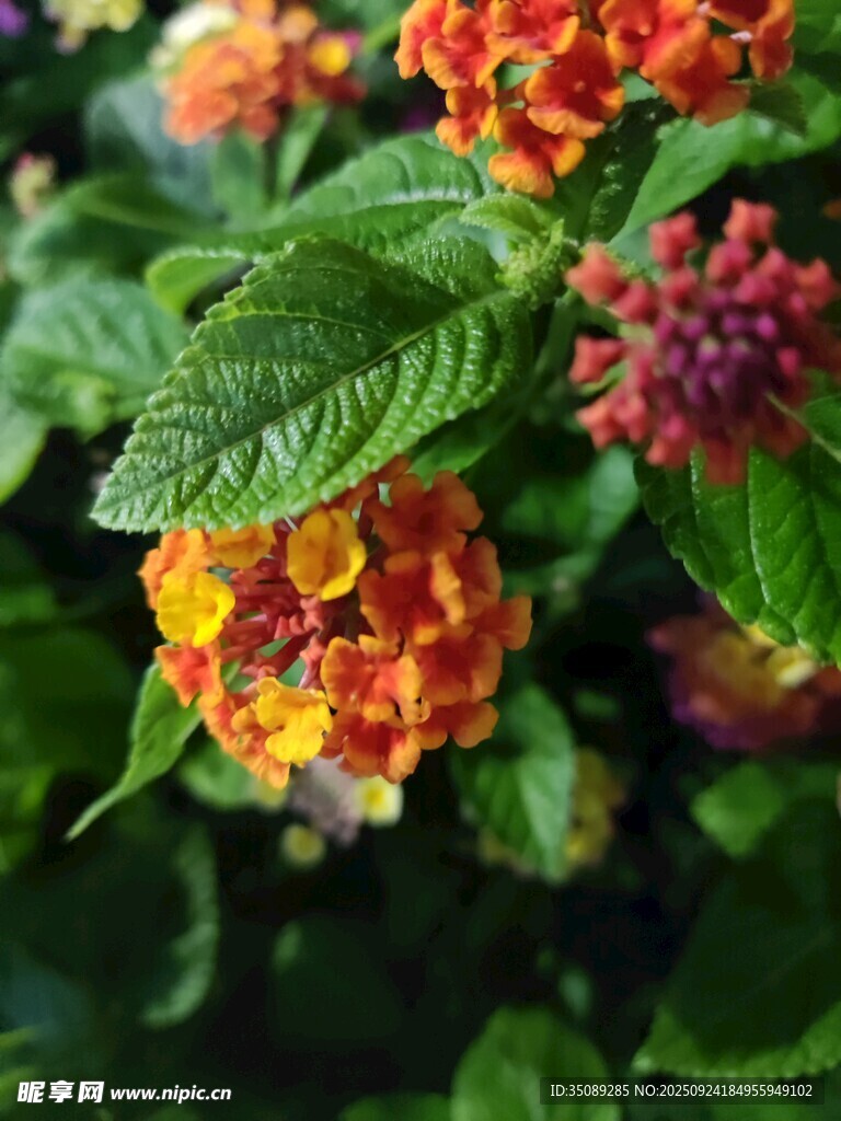 多彩馬纓丹綻放綠葉間