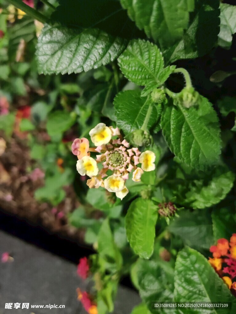 多彩馬纓丹綻放