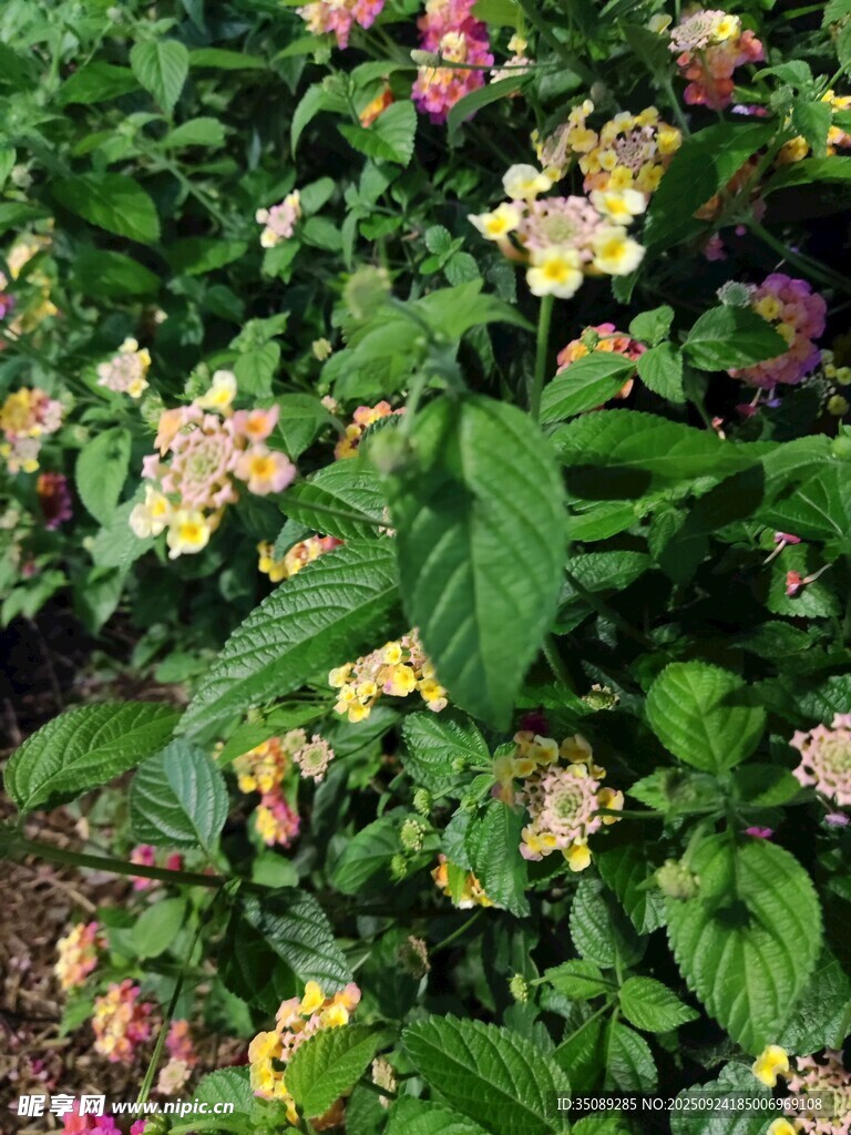多彩錦帶花綻放綠葉間