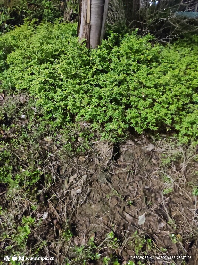 樹下繁茂綠植景觀