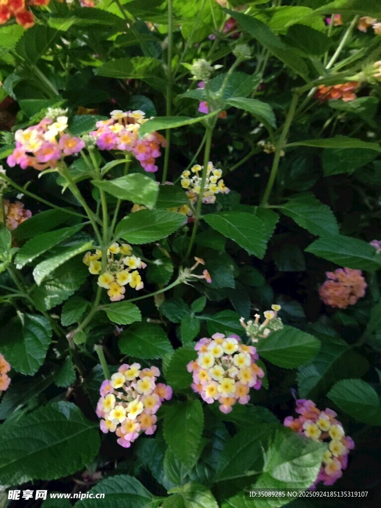 多彩花卉綻放綠葉間