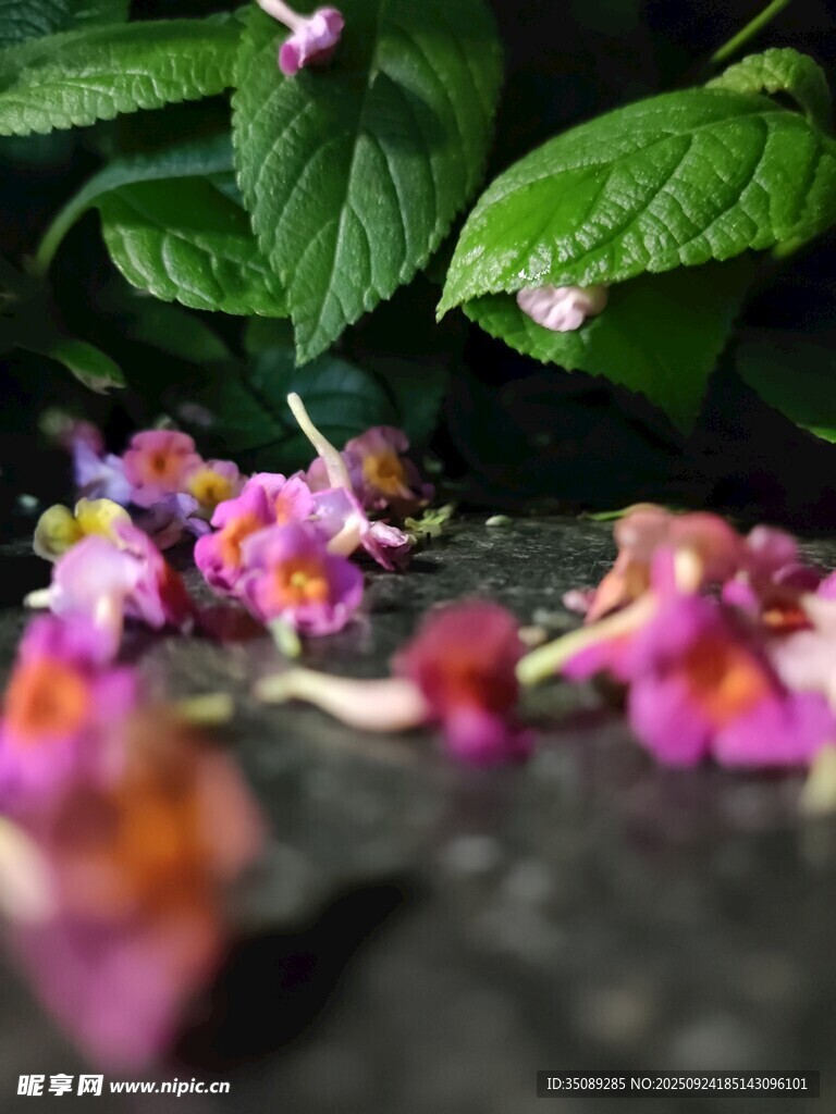 落花鋪地 綠葉相伴