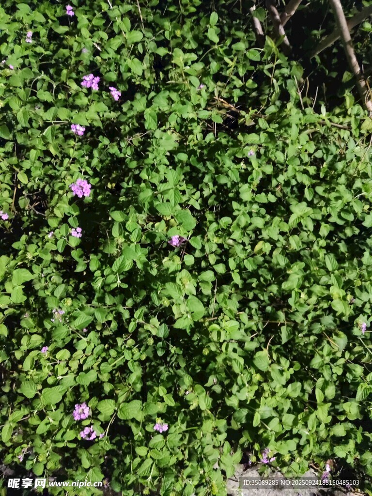 綠葉叢中的紫色小花