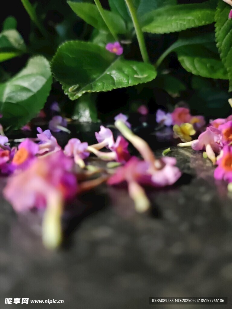 落花繽紛于綠葉之下