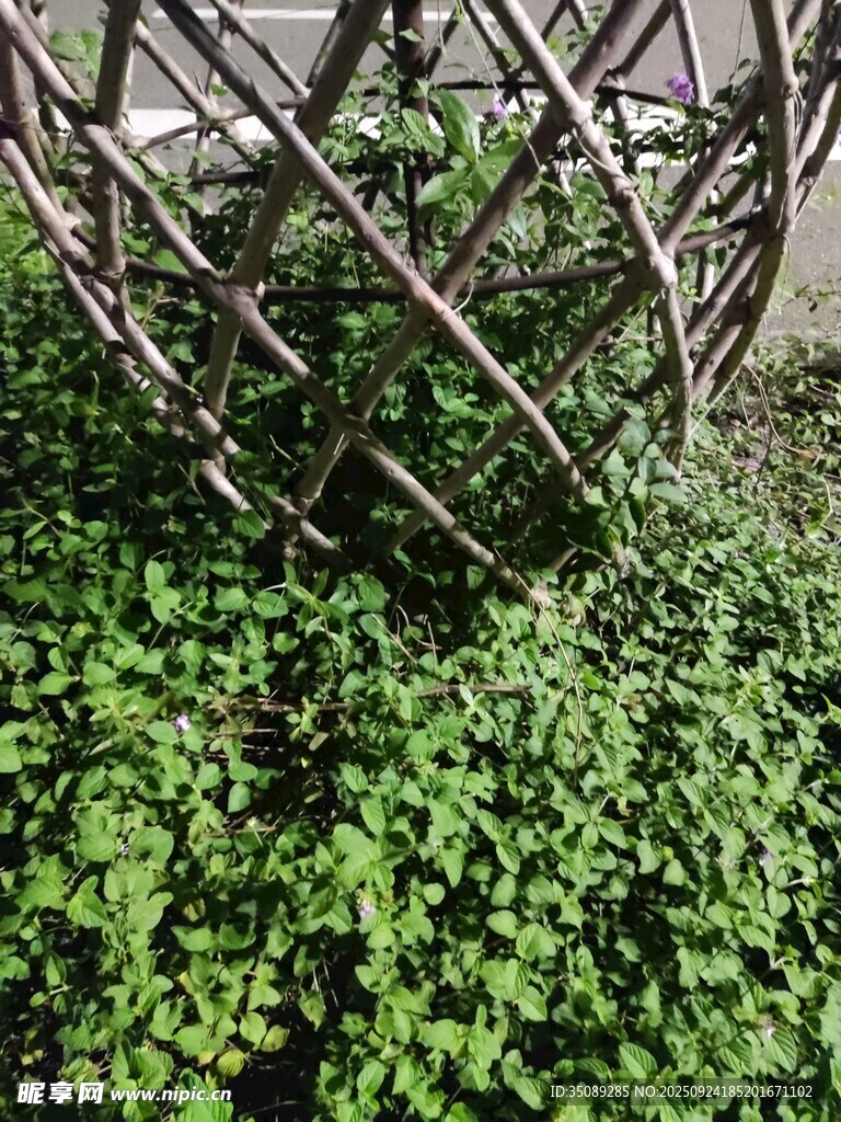 藤蔓下的翠綠植物