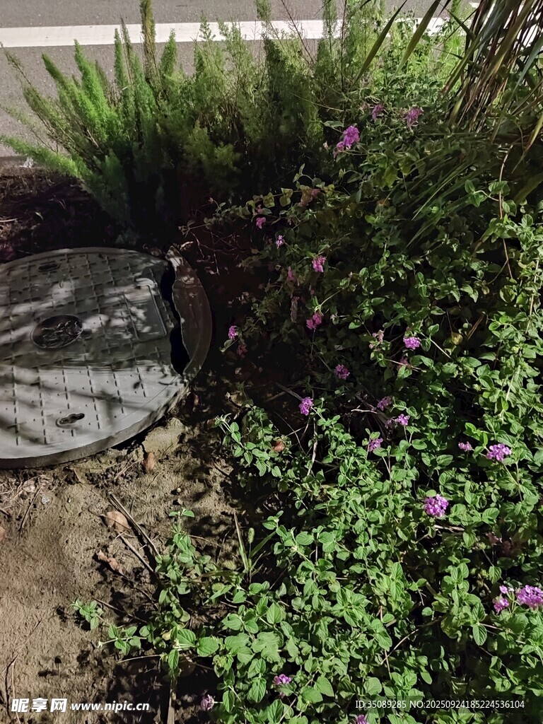 花園中的綠植與碎石景觀