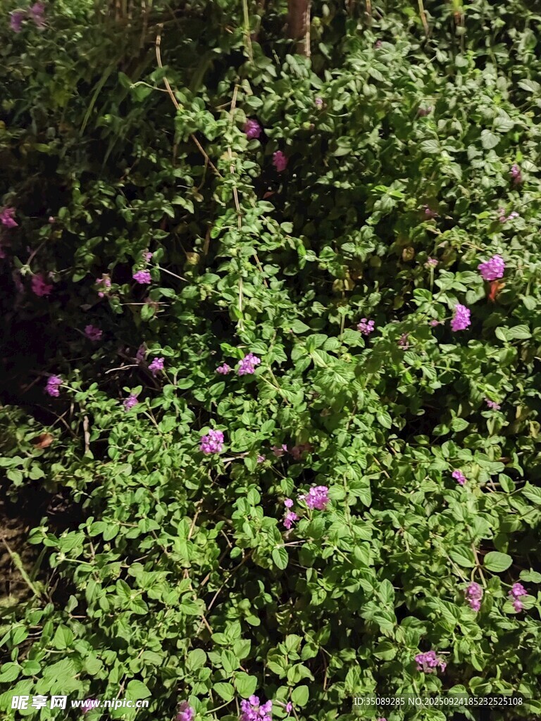 綠葉叢中的紫色小花