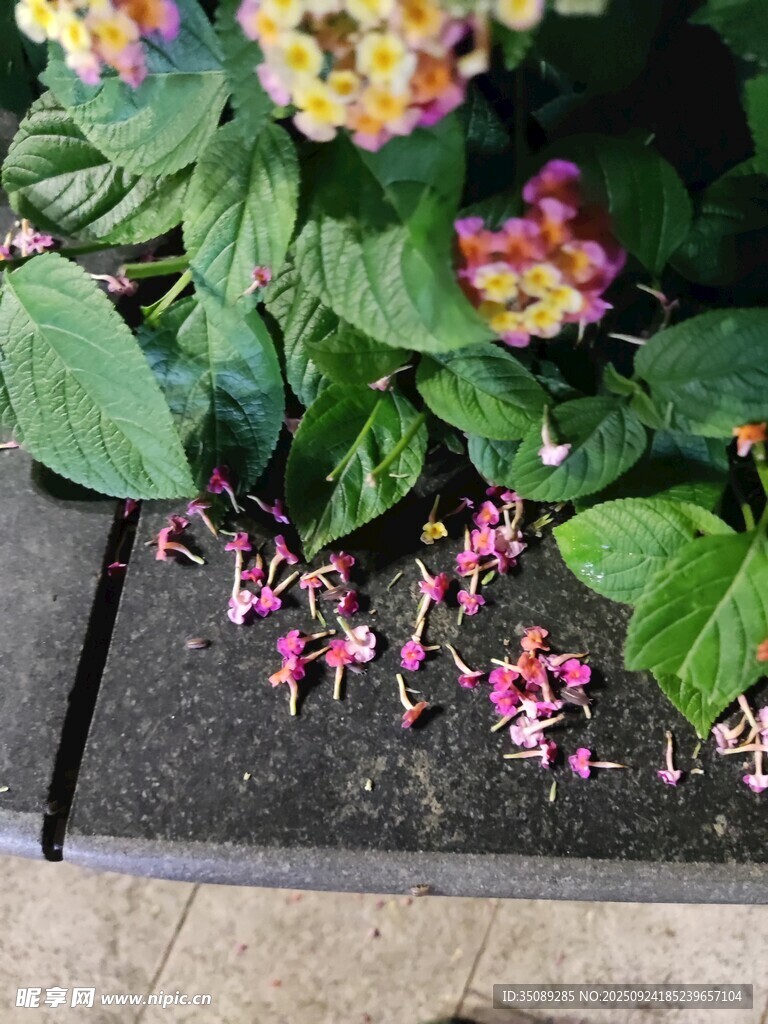 落花點綴綠葉間的美景