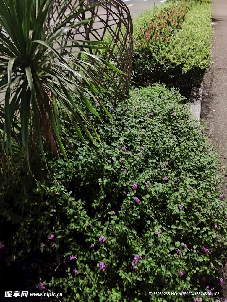 花園綠植小徑景觀